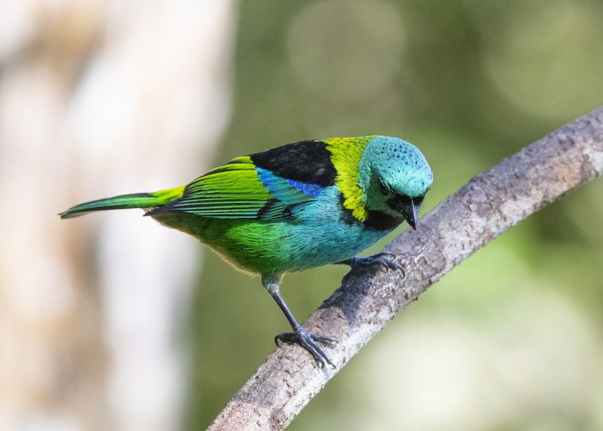 Green-headed Tanager - ML620505943