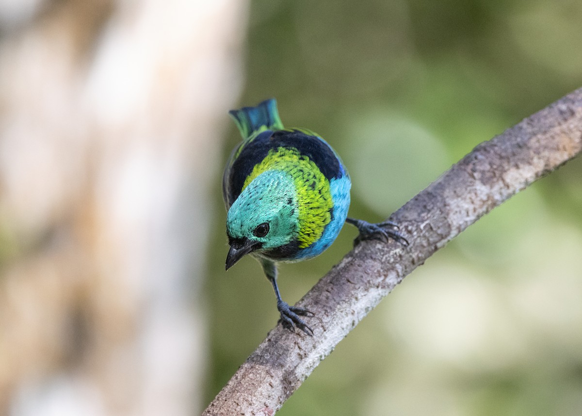 Green-headed Tanager - ML620505944