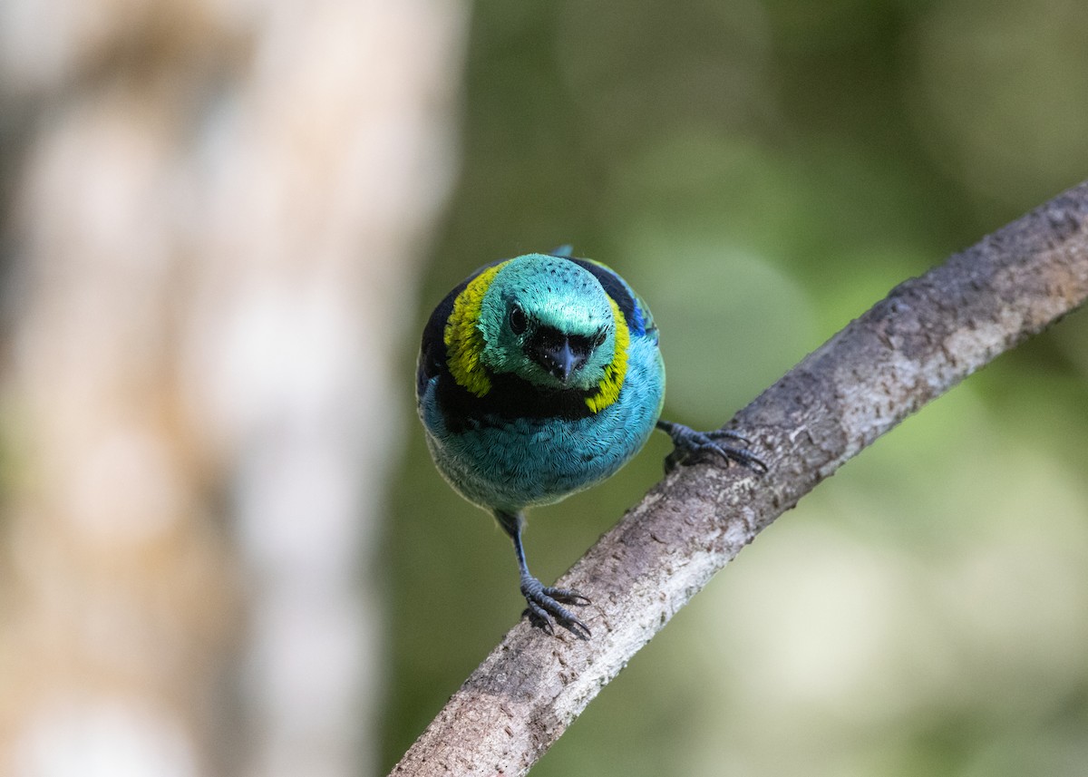 Green-headed Tanager - ML620505945