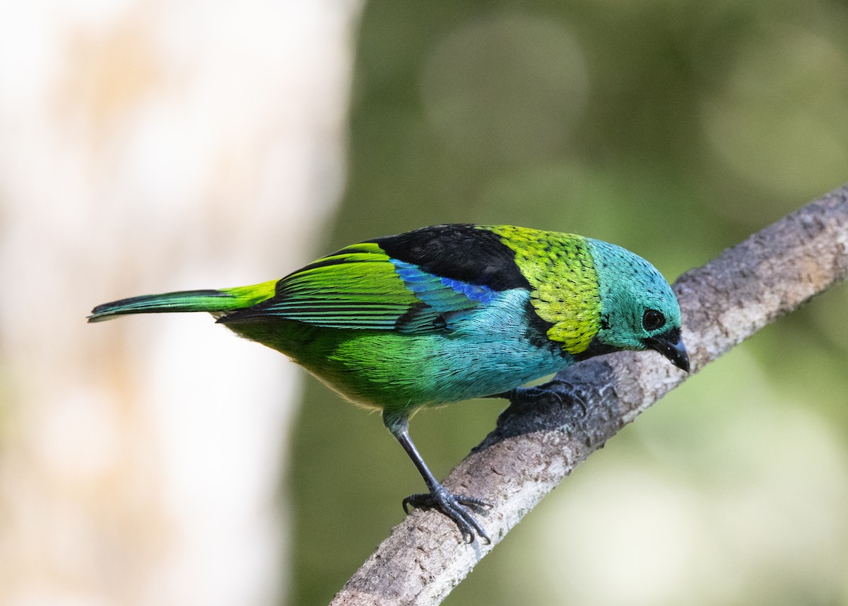 Green-headed Tanager - ML620505946