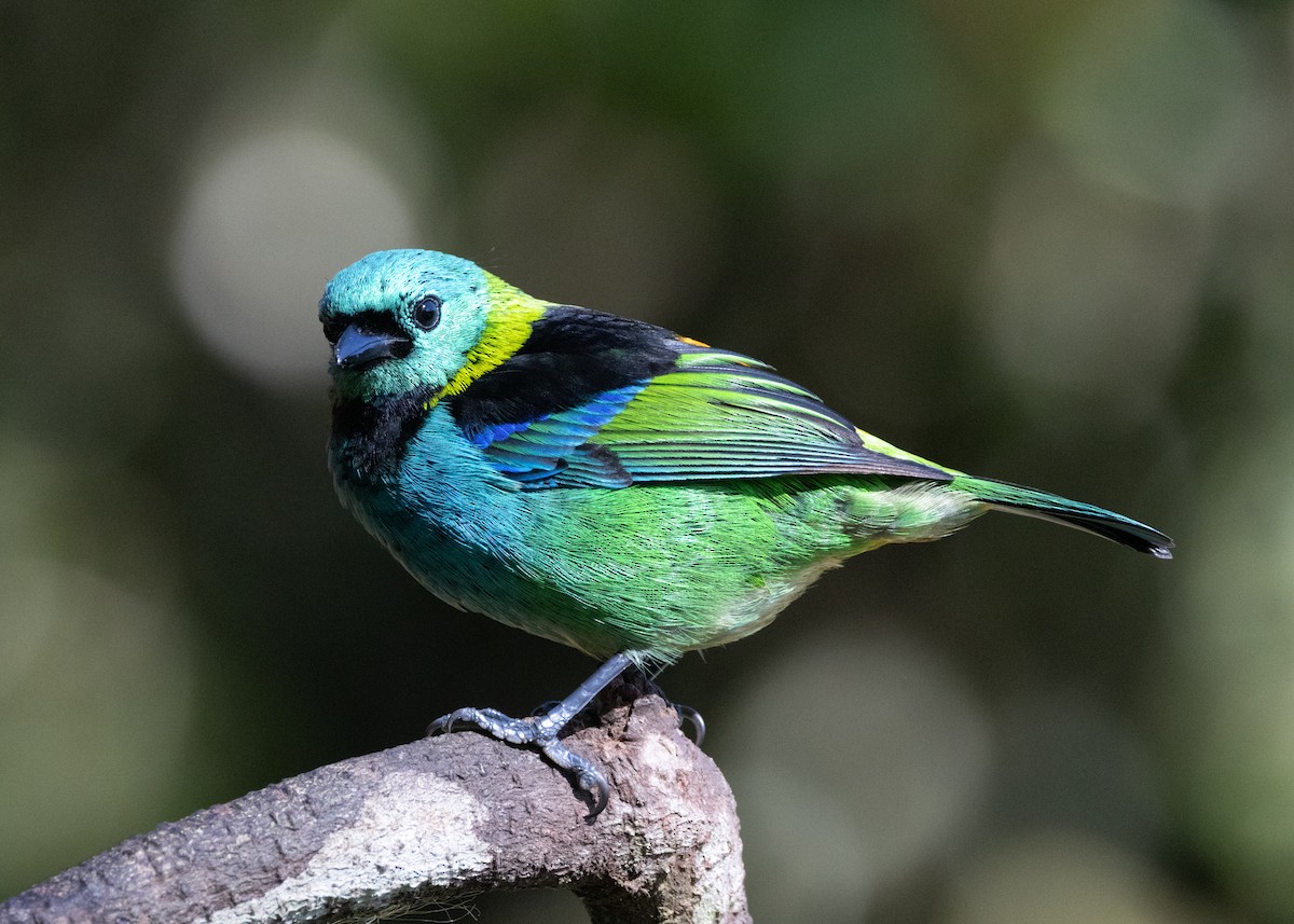 Green-headed Tanager - ML620505947