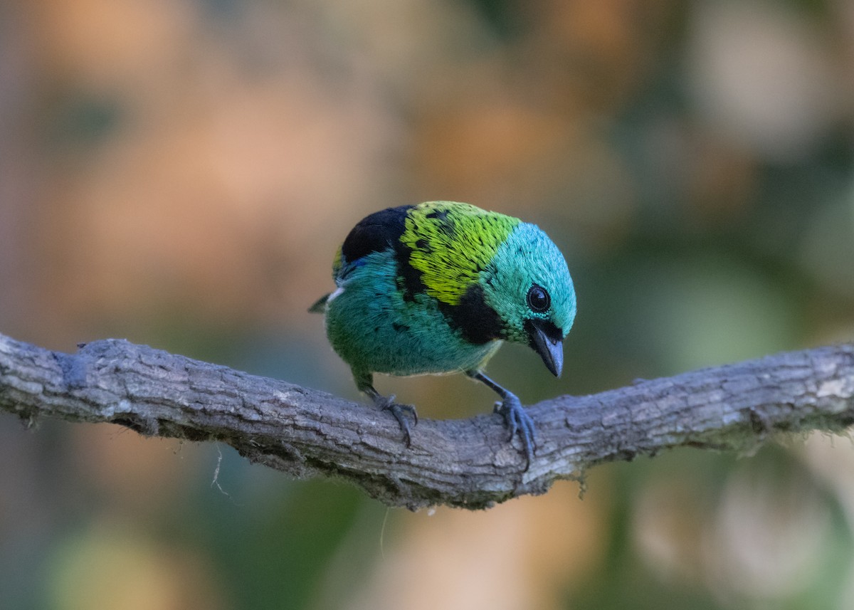 Green-headed Tanager - ML620505950