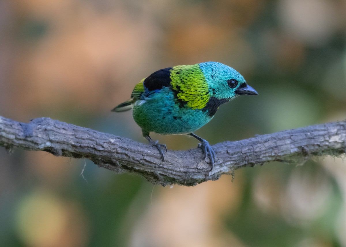 Green-headed Tanager - ML620505951