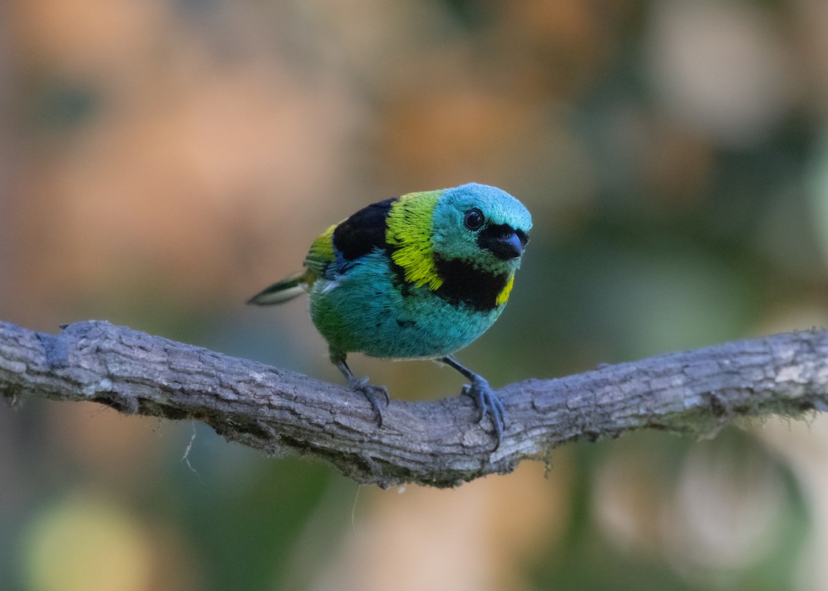 Green-headed Tanager - ML620505952