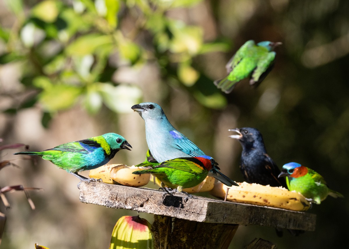 Green-headed Tanager - ML620505953