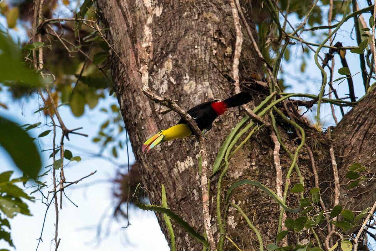 Keel-billed Toucan - ML620505955