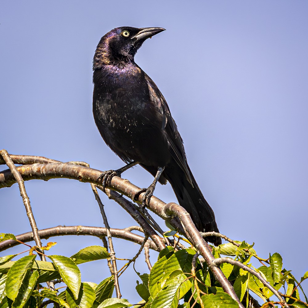 Common Grackle - ML620505958