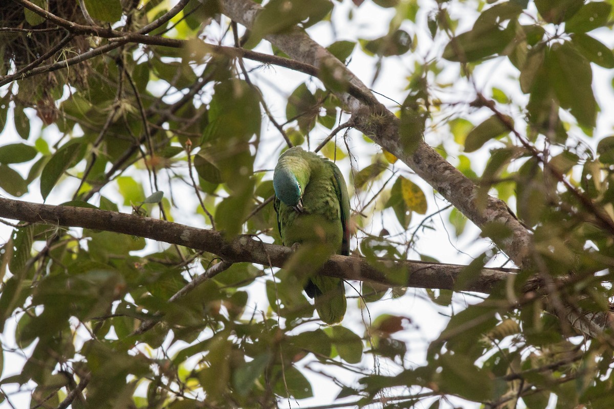 Mealy Parrot - ML620505959