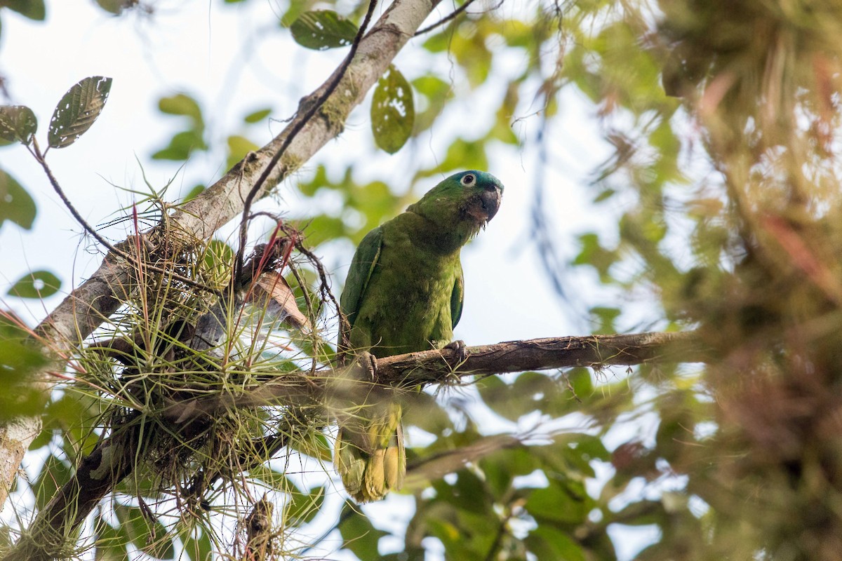 ムジボウシインコ - ML620505962