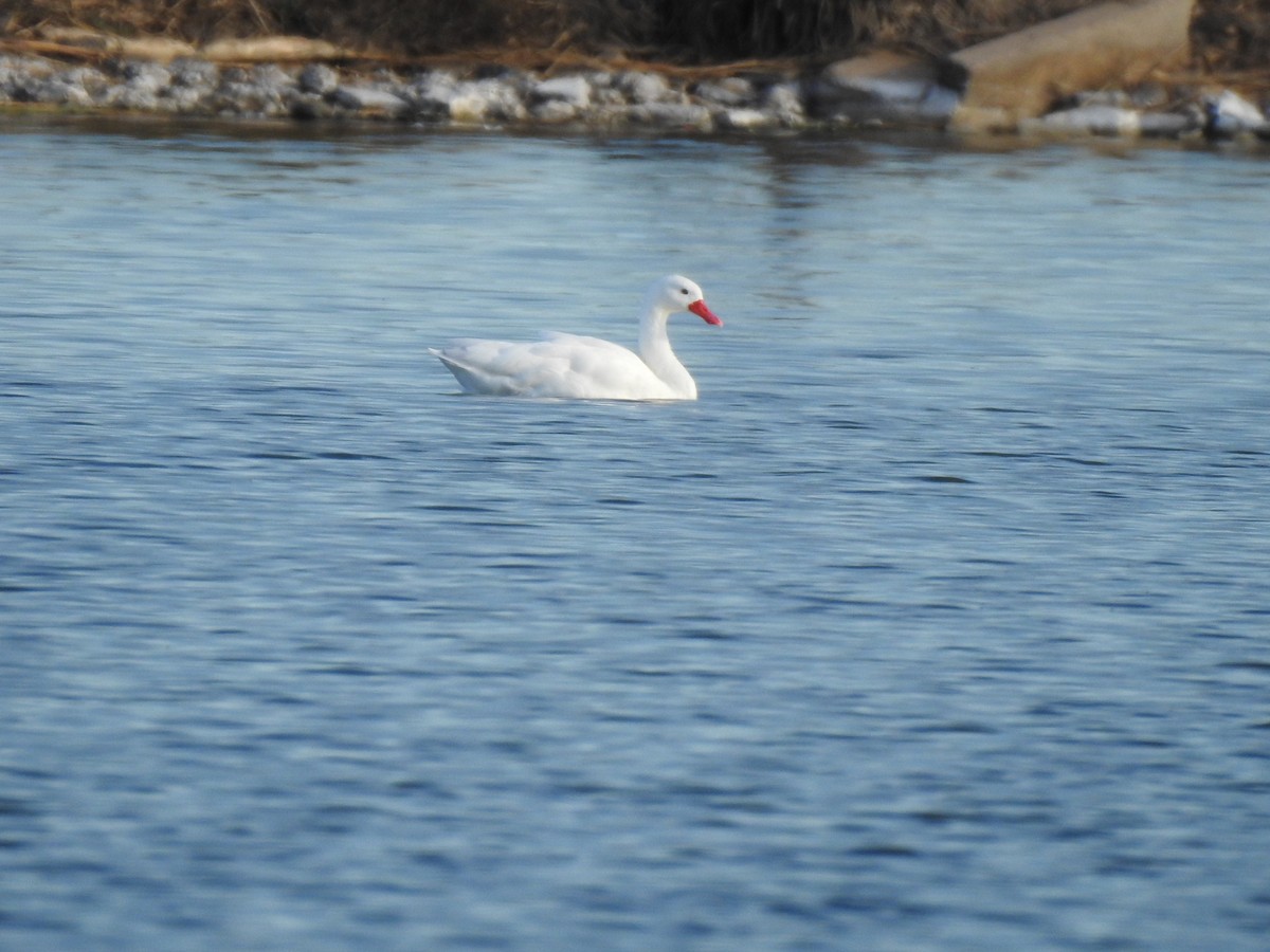 Coscoroba Swan - ML620505964