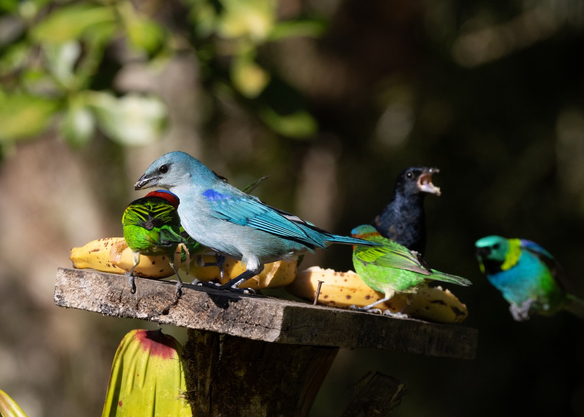 Azure-shouldered Tanager - ML620505965