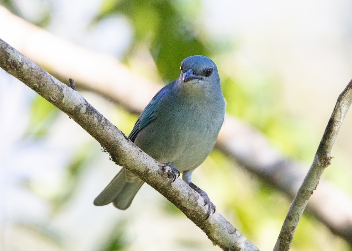 Azure-shouldered Tanager - Silvia Faustino Linhares