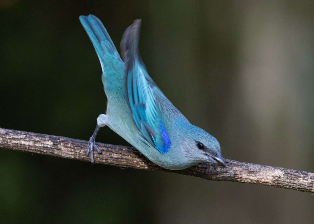 Azure-shouldered Tanager - ML620505971