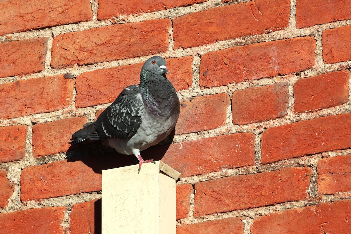 Rock Pigeon (Feral Pigeon) - ML620505981