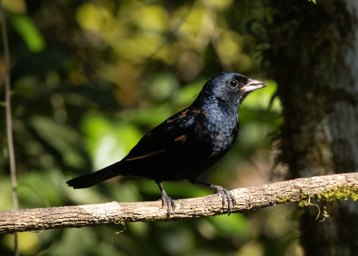 Ruby-crowned Tanager - ML620505982