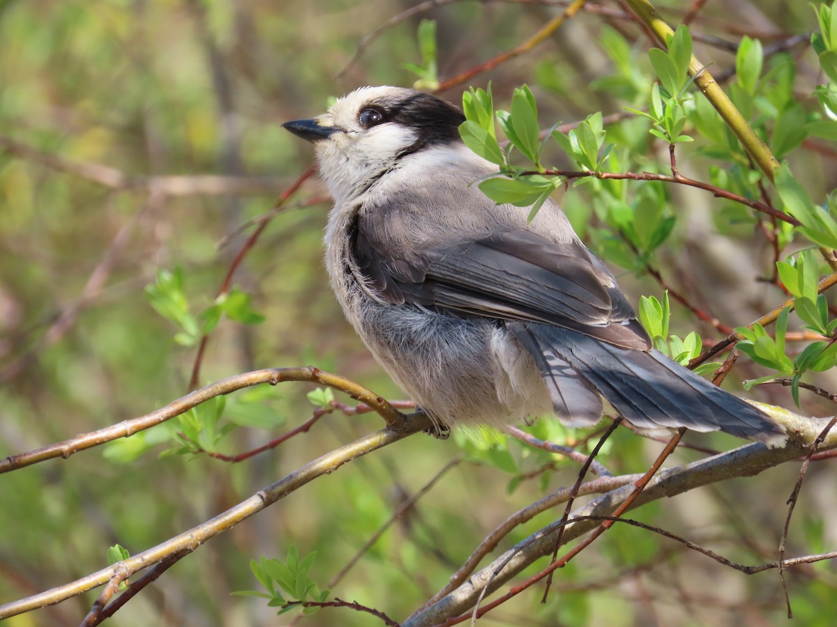 Canada Jay - ML620505986