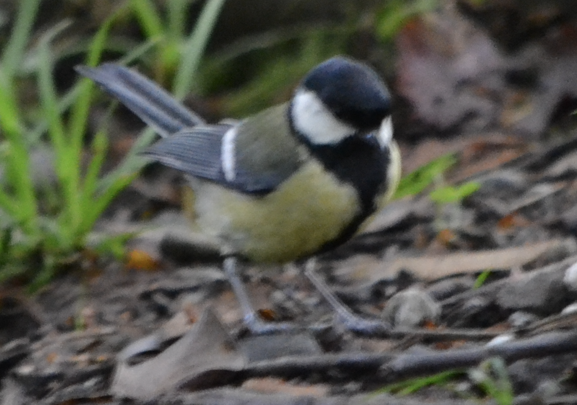 Great Tit - ML620505987