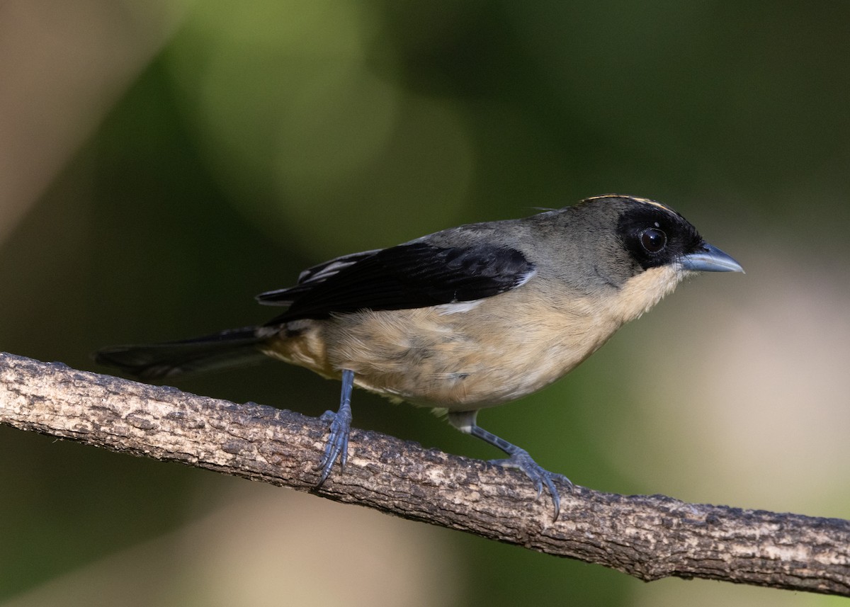 Black-goggled Tanager - ML620505988