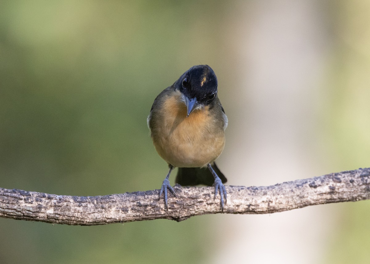 Black-goggled Tanager - ML620505989