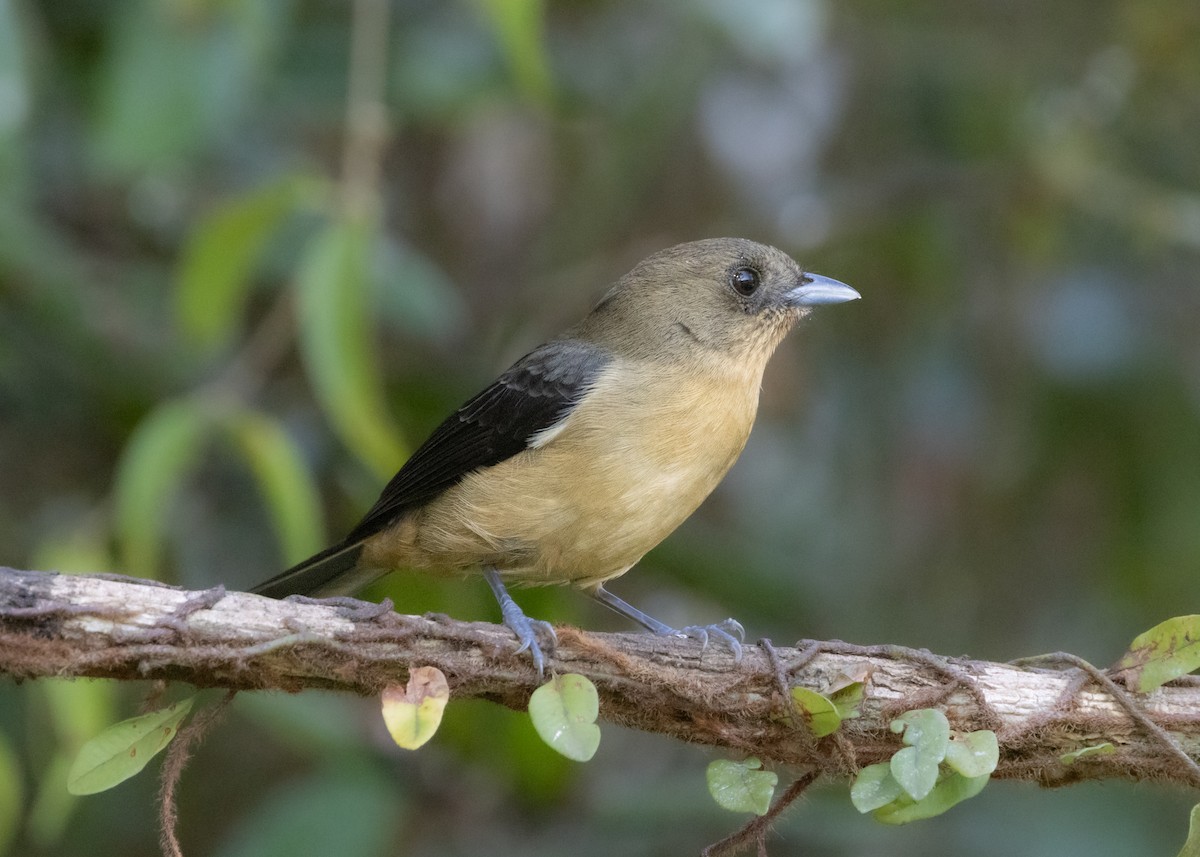 Black-goggled Tanager - ML620505990