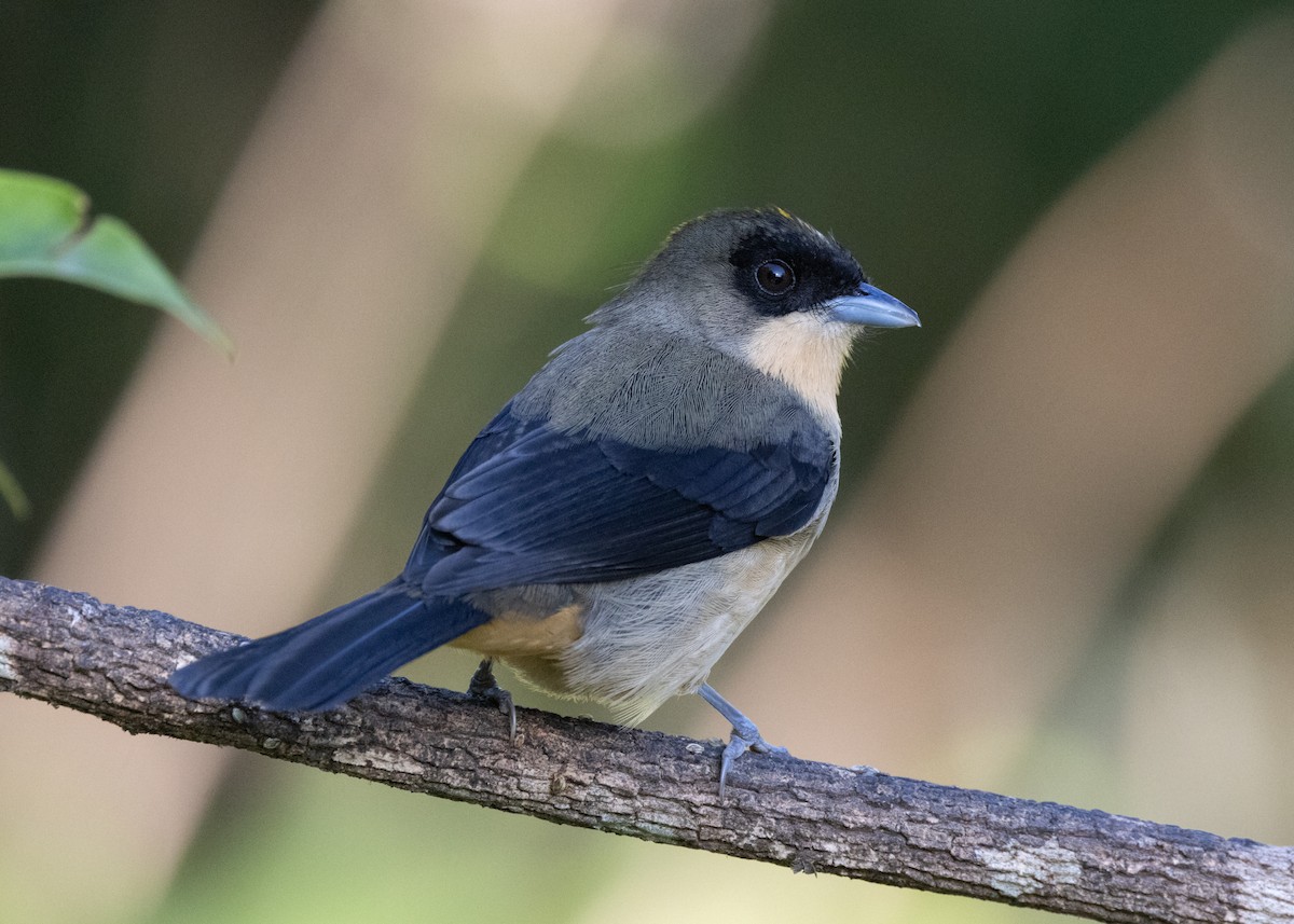 Black-goggled Tanager - ML620505991