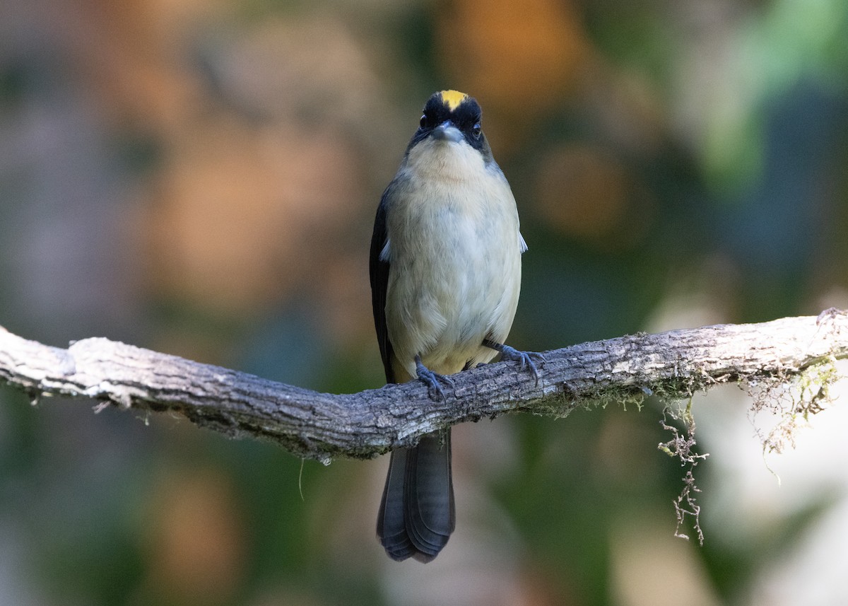 Black-goggled Tanager - ML620505993