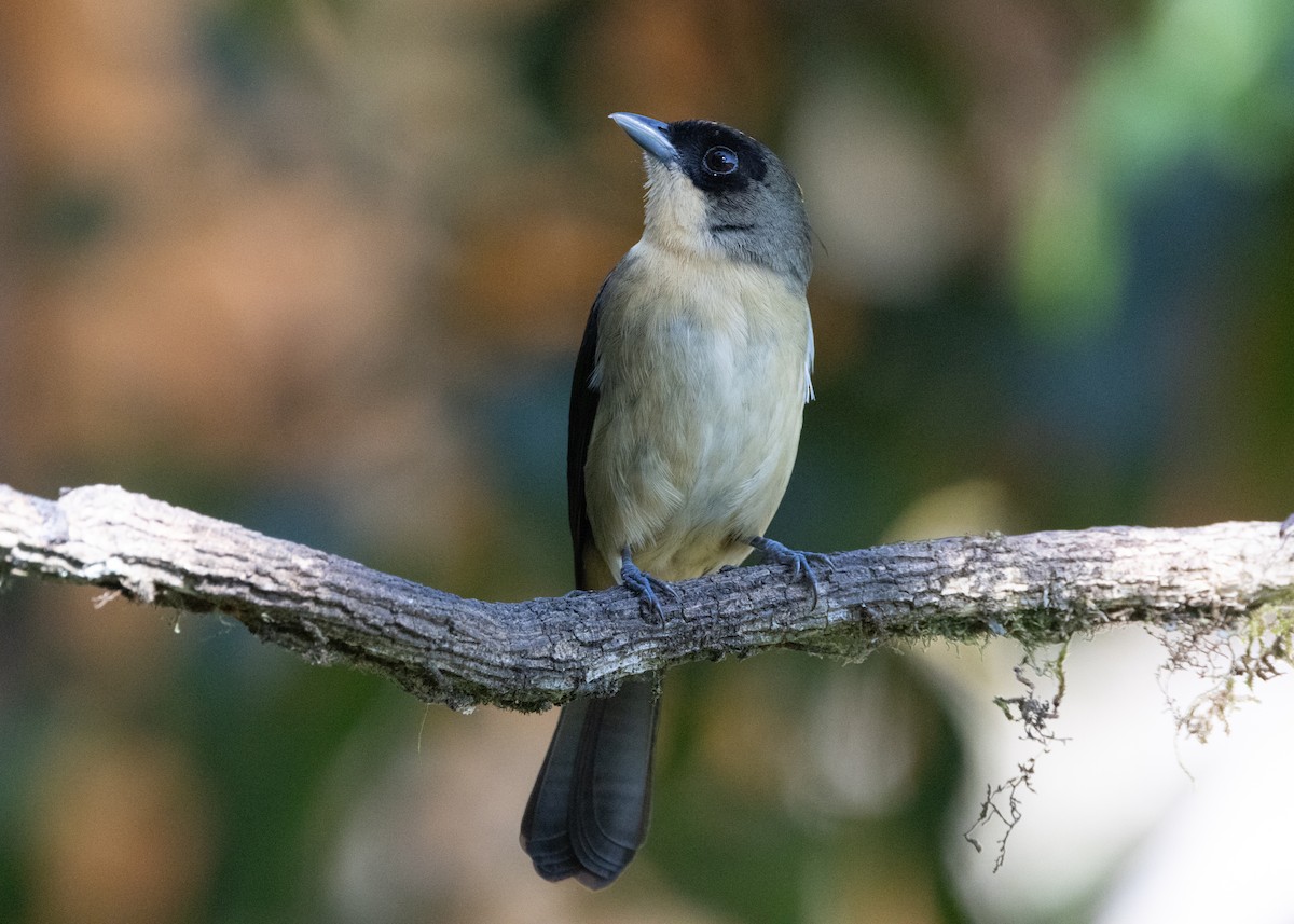 Black-goggled Tanager - ML620505994