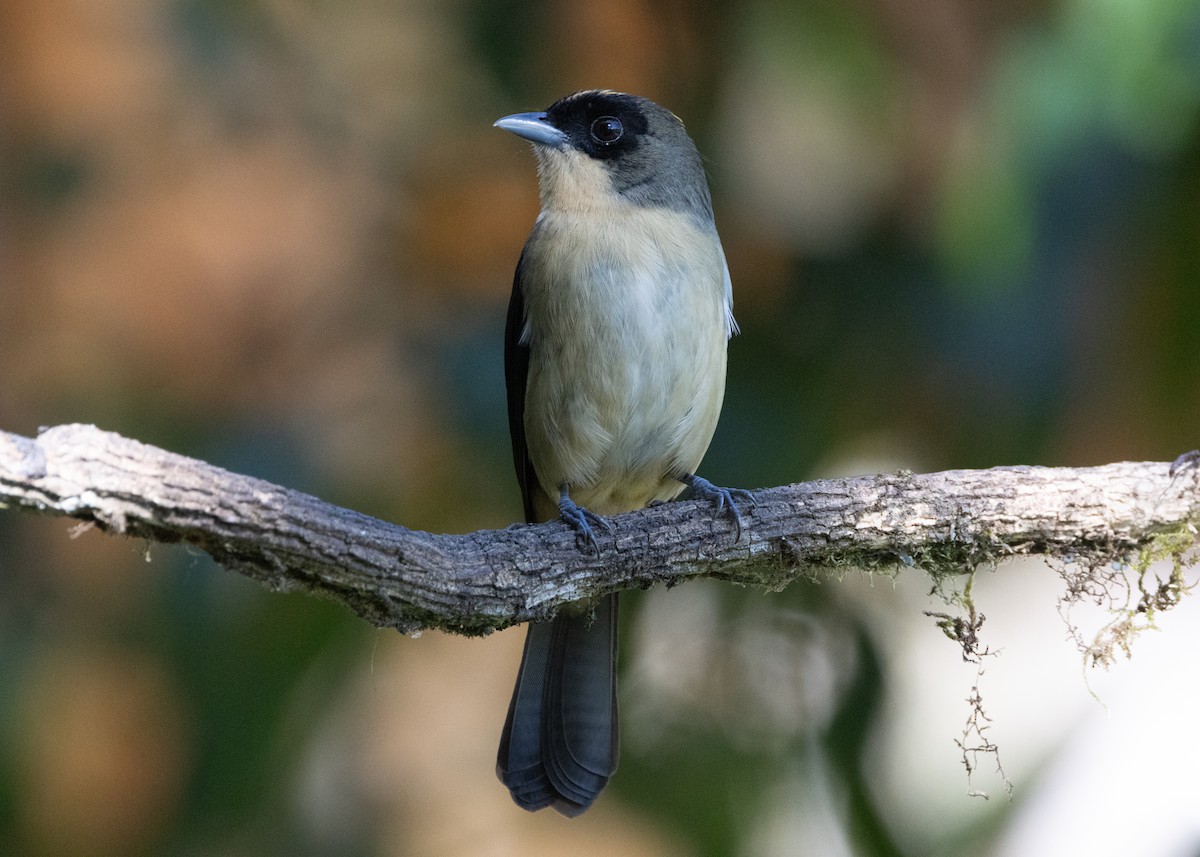 Black-goggled Tanager - ML620505995