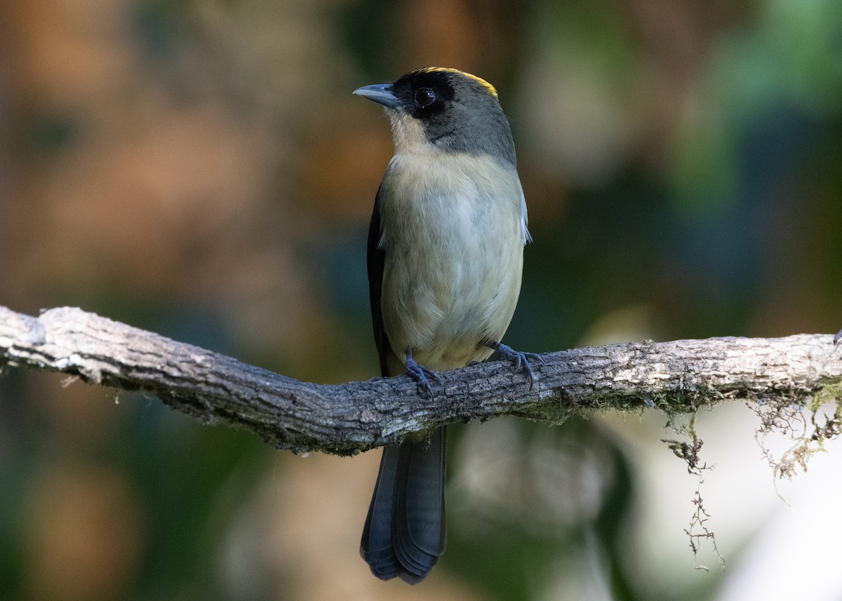 Black-goggled Tanager - Silvia Faustino Linhares