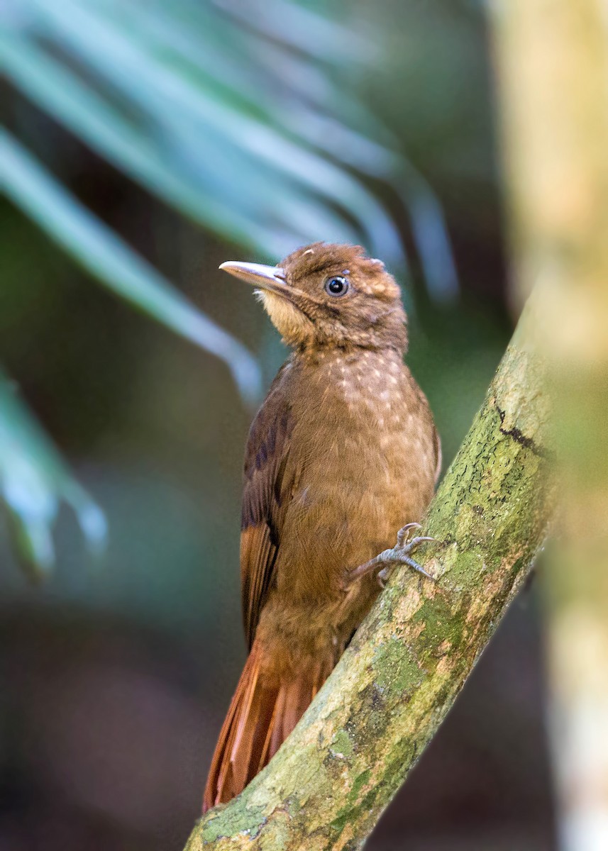 Tawny-winged Woodcreeper - William Clark