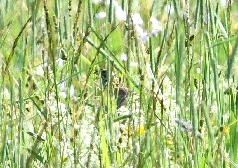 Henslow's Sparrow - ML620506000