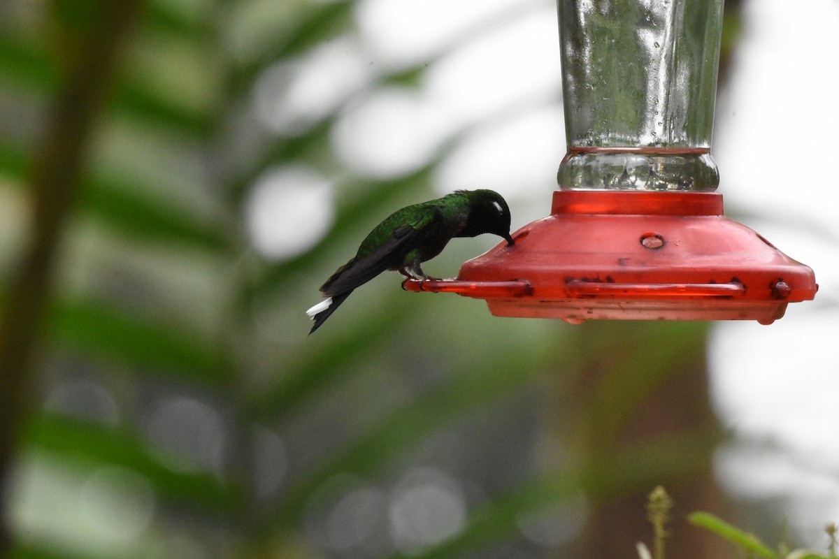 Purple-bibbed Whitetip - ML620506001