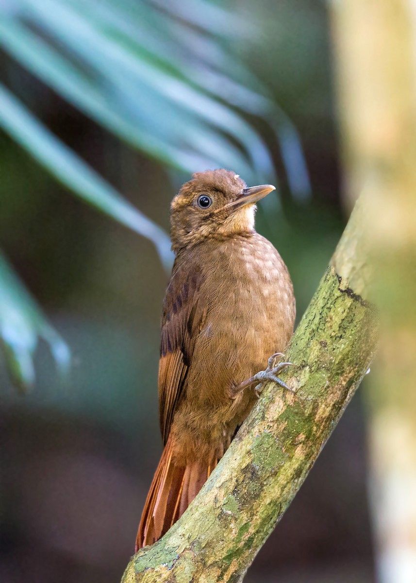 Tawny-winged Woodcreeper - ML620506002