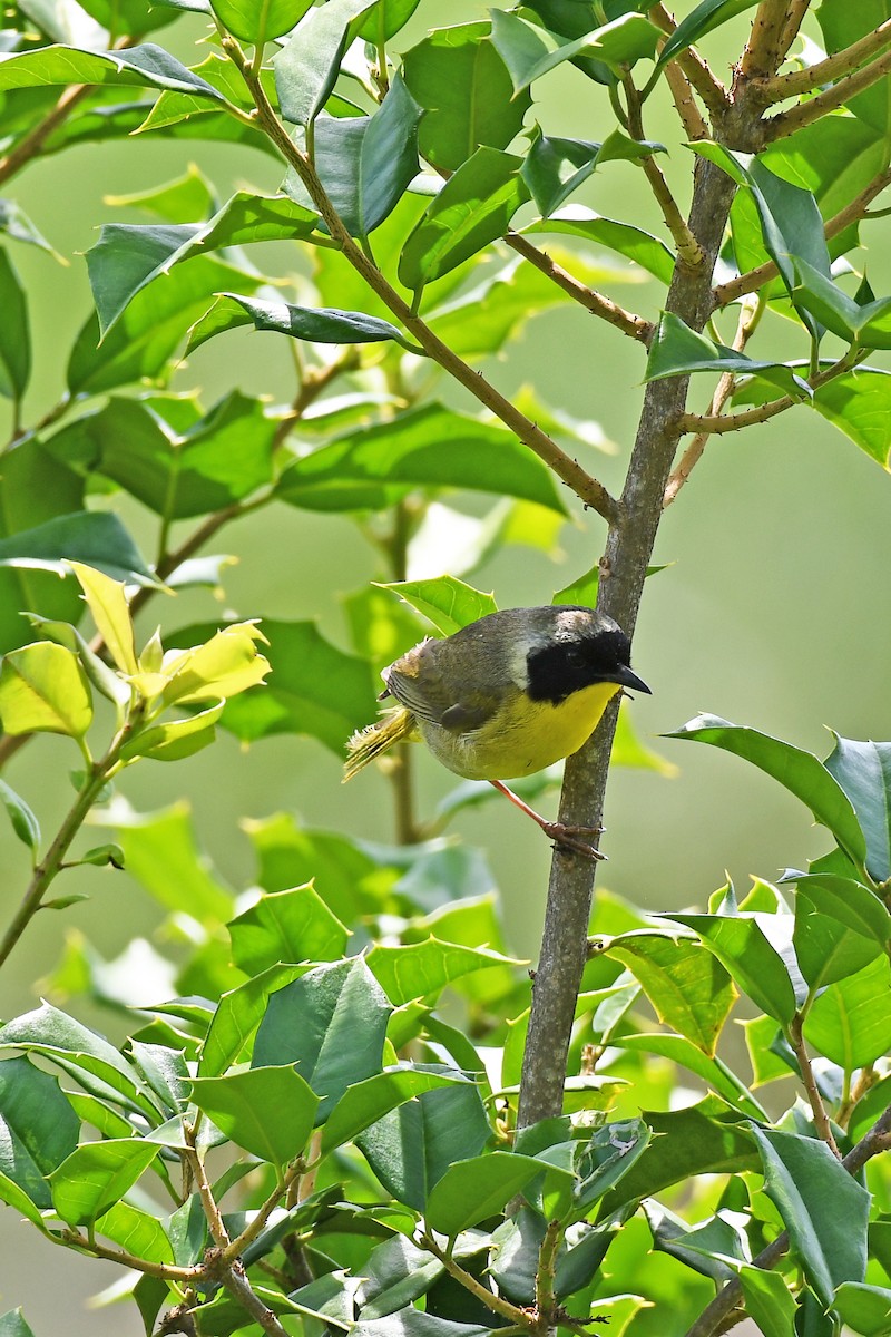 Common Yellowthroat - ML620506003