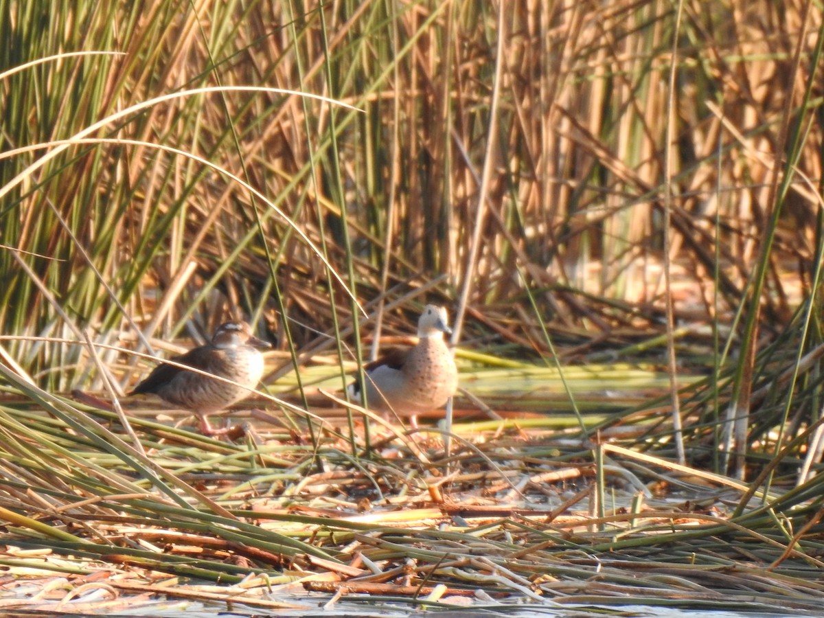 Ringed Teal - ML620506004