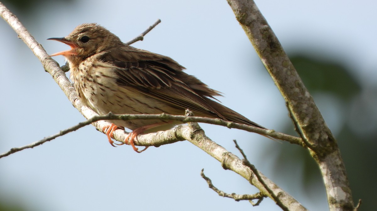 Tree Pipit - ML620506007