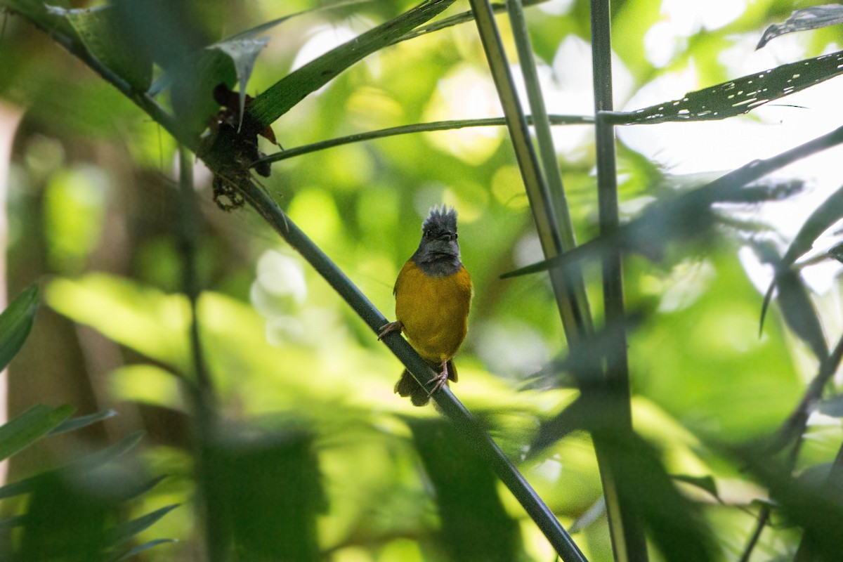 Gray-headed Tanager - ML620506011