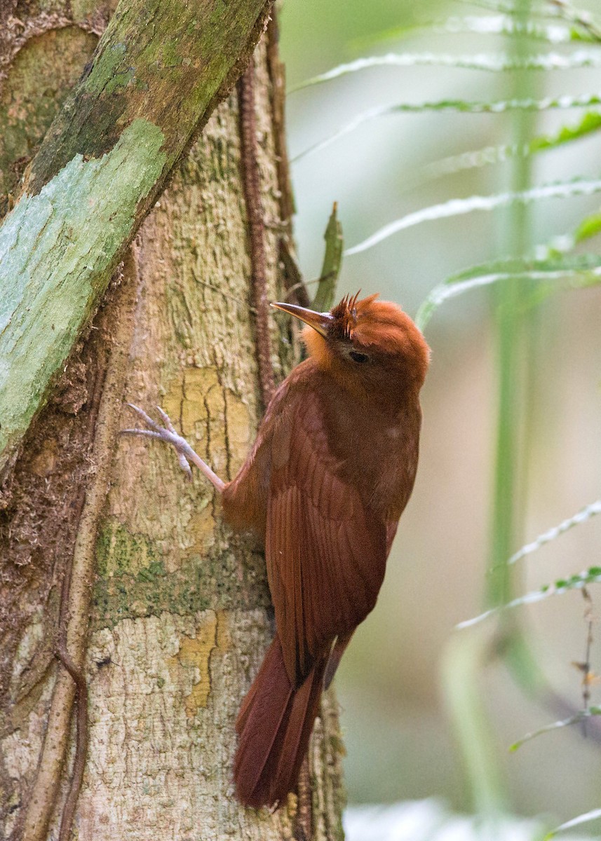 Ruddy Woodcreeper - ML620506017