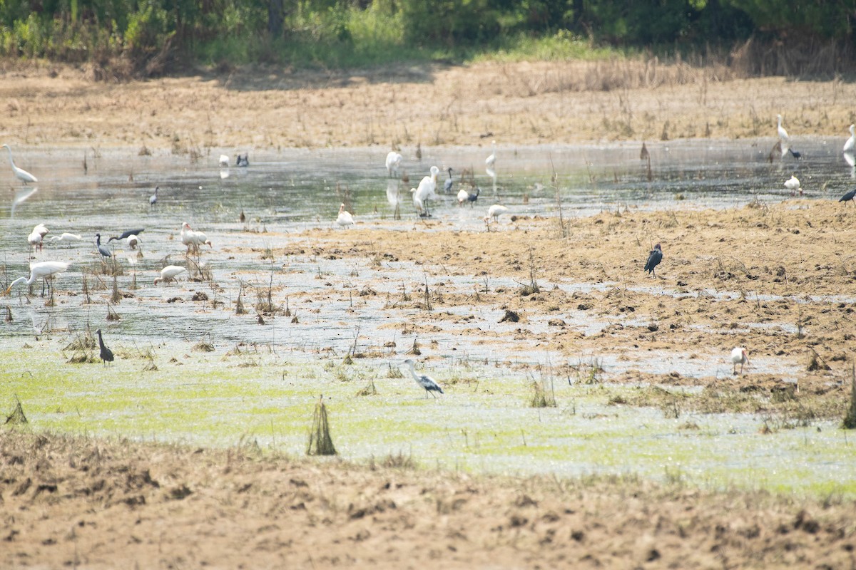 White Ibis - ML620506022