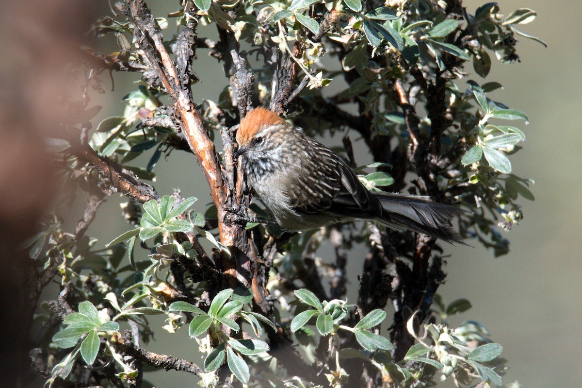 White-browed Tit-Spinetail - Jaime Valenzuela Trujillo