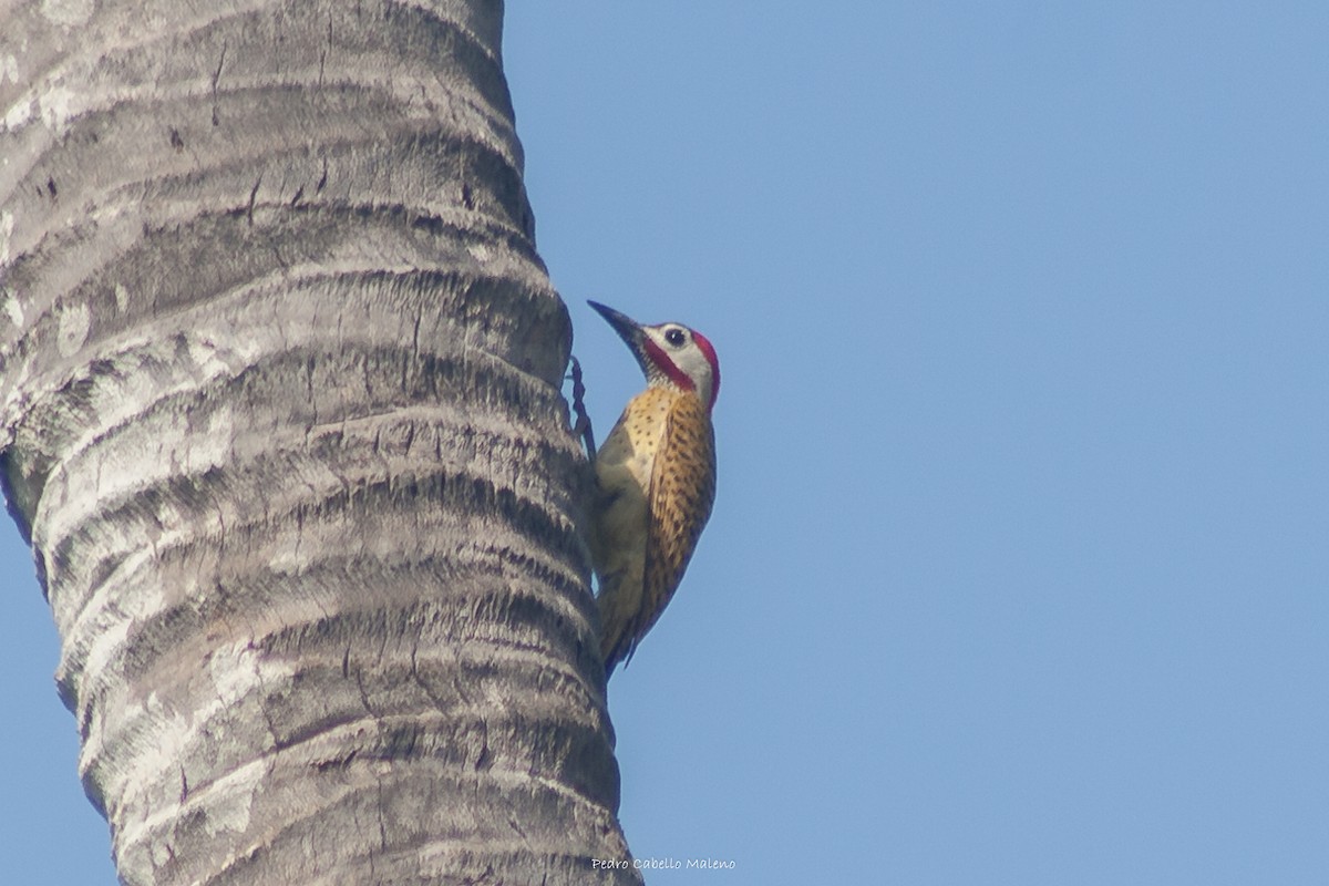 Spot-breasted Woodpecker - ML620506034