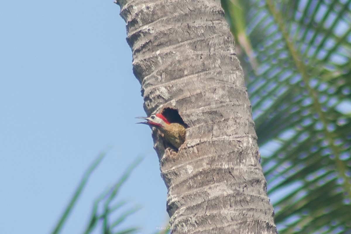 Spot-breasted Woodpecker - ML620506035