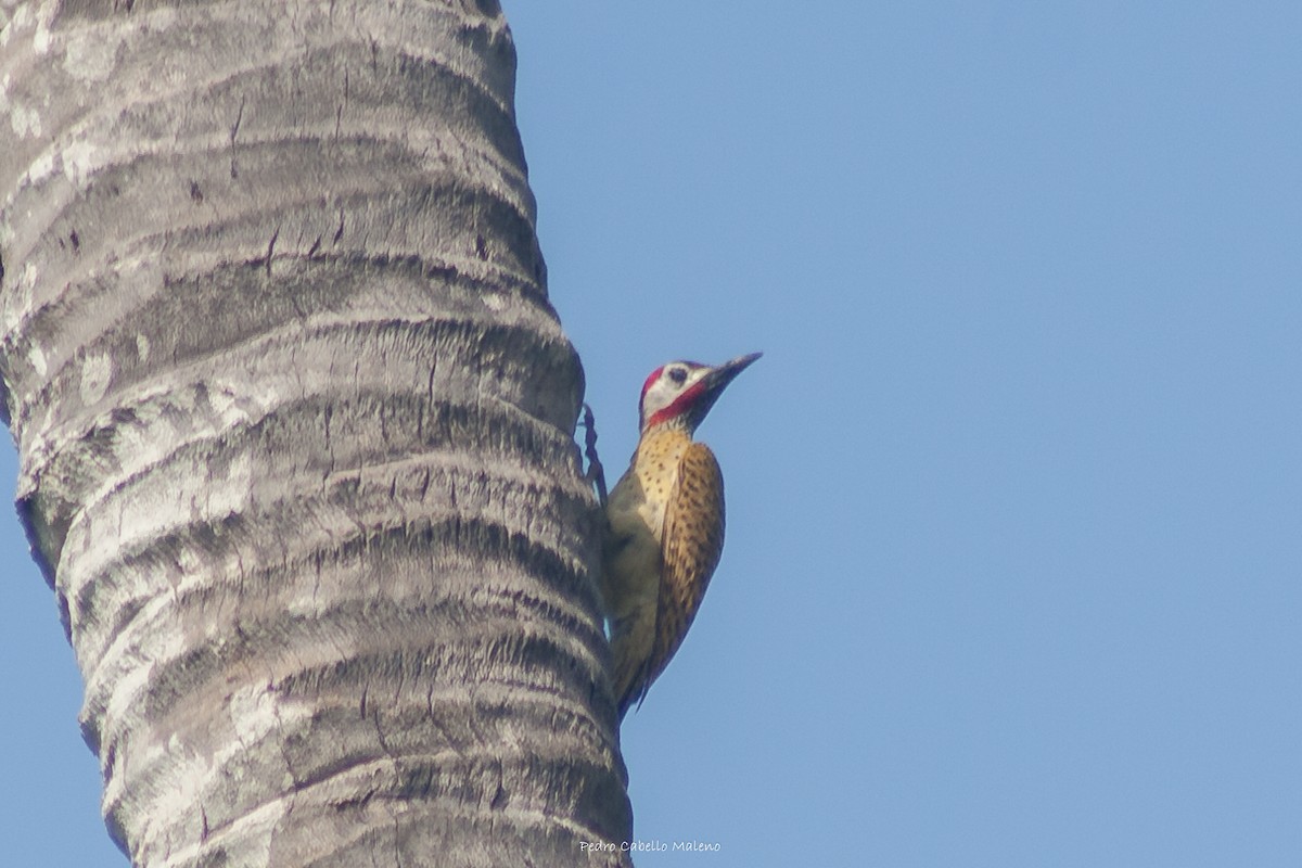 Spot-breasted Woodpecker - ML620506036