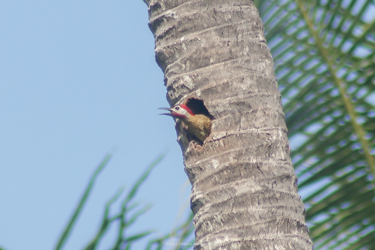 Spot-breasted Woodpecker - ML620506037
