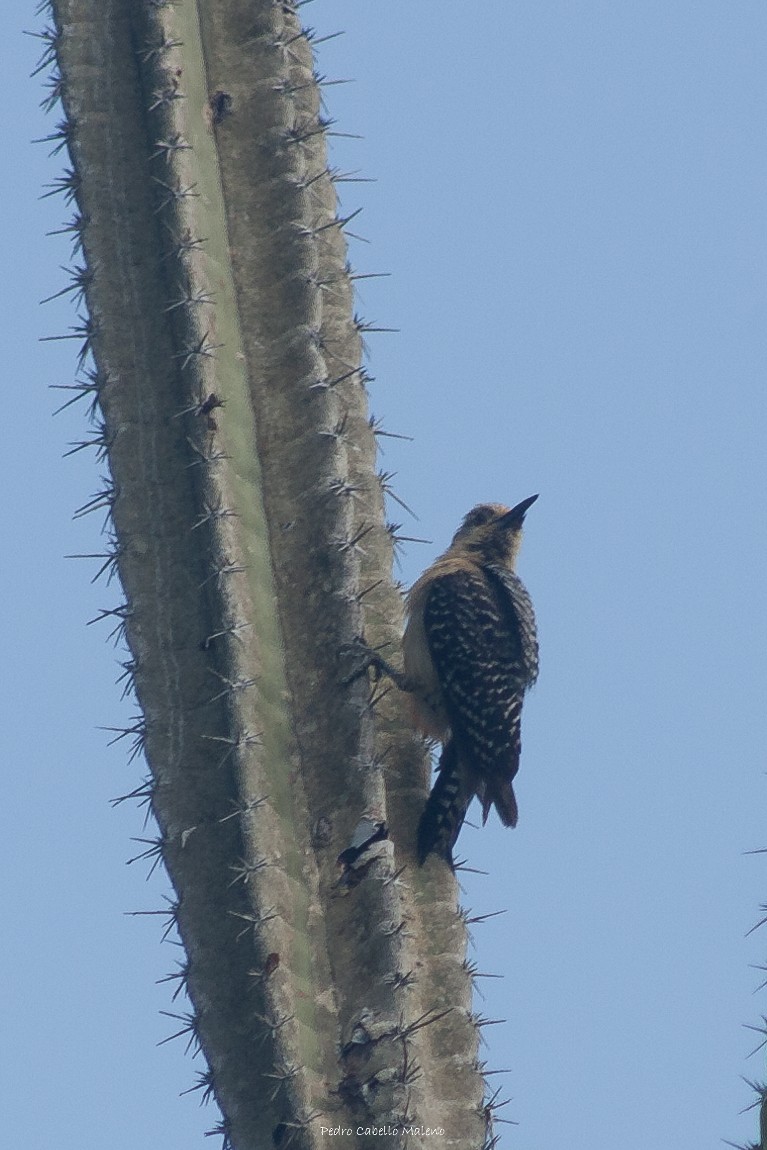 Red-crowned Woodpecker - ML620506046