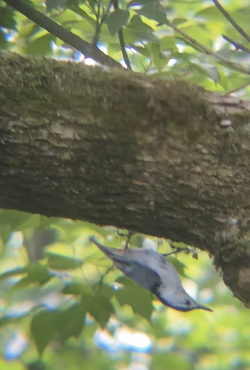 White-breasted Nuthatch - ML620506049