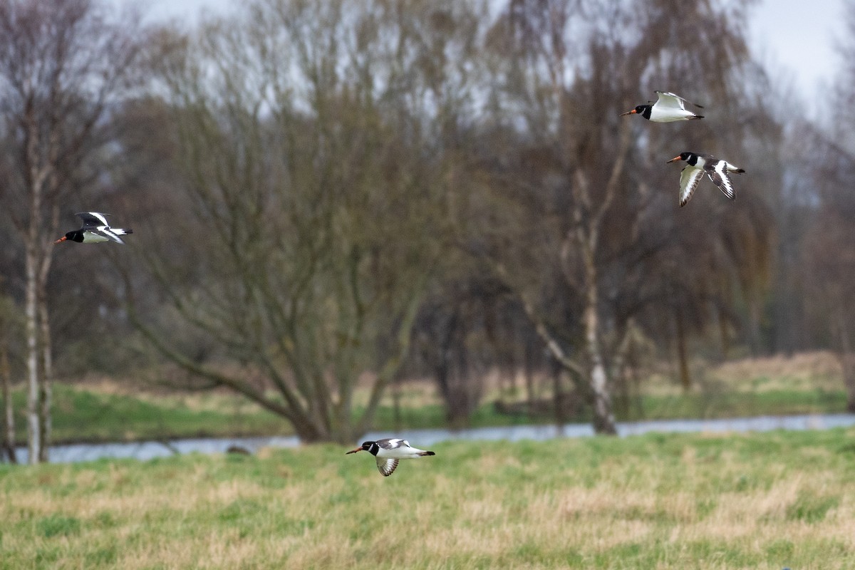 Eurasian Oystercatcher - ML620506057