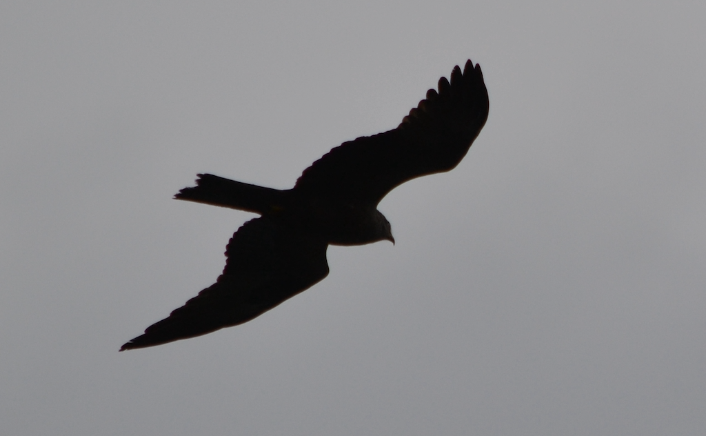 Black Kite - ML620506060