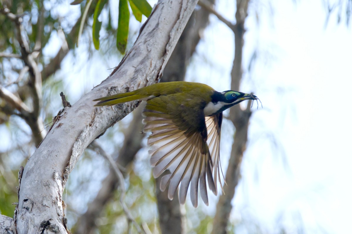 Blue-faced Honeyeater - ML620506061