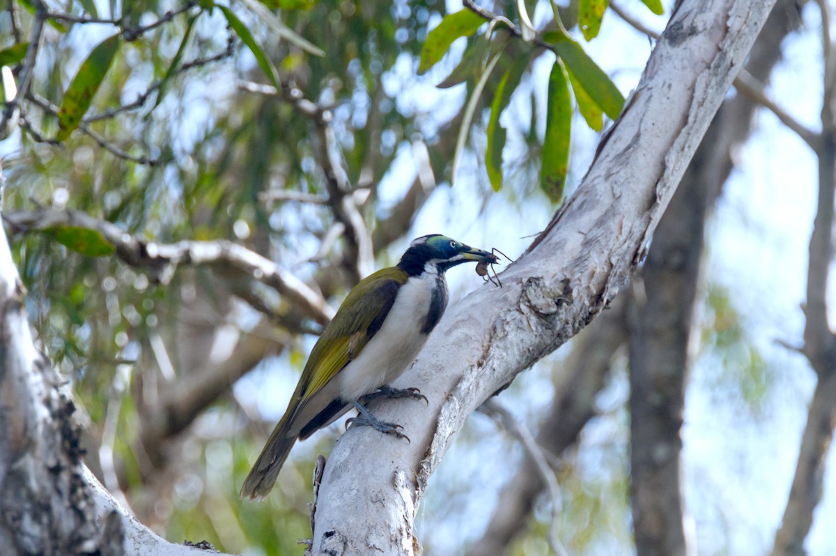 Blue-faced Honeyeater - ML620506064